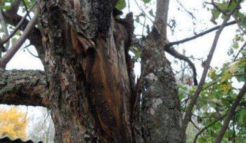 Как я готовлю свои груши к зимовке и собираю отличные урожаи. Выбор места 05