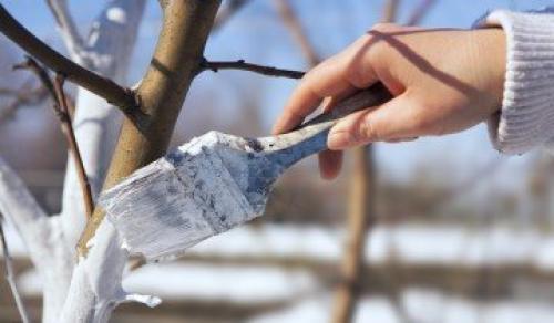 Как я готовлю свои груши к зимовке и собираю отличные урожаи. Выбор места 09