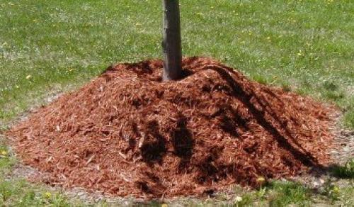 Как я готовлю свои груши к зимовке и собираю отличные урожаи. Выбор места 10