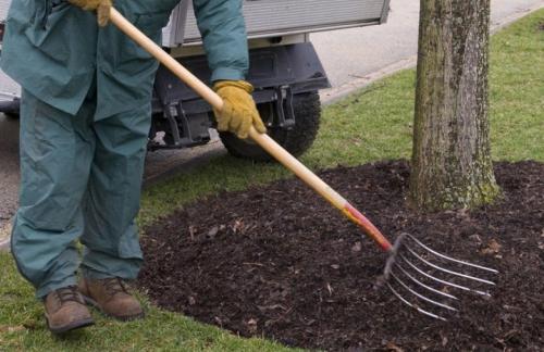 Как я готовлю свои груши к зимовке и собираю отличные урожаи. Выбор места 18
