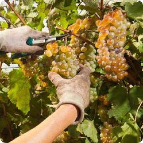 Какие виды ухода необходимы для винограда в середине лета. КАК УХАЖИВАТЬ ЗА ВИНОГРАДОМ С ИЮНЯ ПО КОНЕЦ АВГУСТА