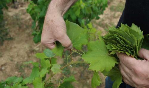 Первая помощь для винограда: советы по уходу за виноградом летом 04