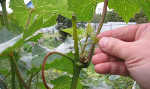 Первая помощь для винограда: советы по уходу за виноградом летом 06