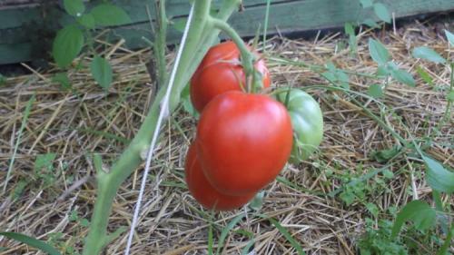 Сорта томатов устойчивых к фитофторозу для теплиц. Низкорослые 06 Сорта томатов устойчивых к фитофторозу для теплиц. Низкорослые 06