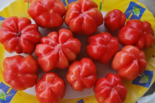 Сорта томатов устойчивых к фитофторозу для теплиц. Низкорослые 07 Сорта томатов устойчивых к фитофторозу для теплиц. Низкорослые 07