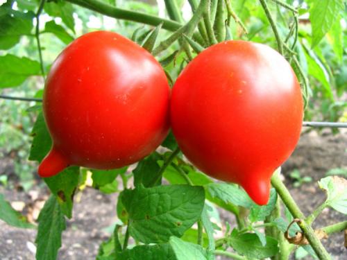 Сорта томатов устойчивых к фитофторозу для теплиц. Низкорослые 09 Сорта томатов устойчивых к фитофторозу для теплиц. Низкорослые 09