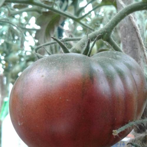 Сорта томатов устойчивых к фитофторозу для теплиц. Низкорослые 11 Сорта томатов устойчивых к фитофторозу для теплиц. Низкорослые 11