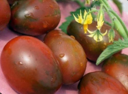 Низкорослые томаты устойчивые к фитофторе. Описание фитофтороустойчивых сортов томатов для открытого грунта и теплицы