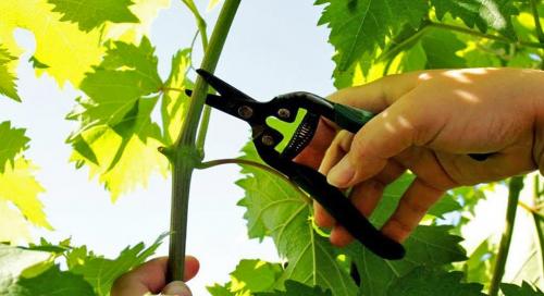 Подготовка виноградника к урожаю: план работ на август 02 Подготовка виноградника к урожаю: план работ на август 02