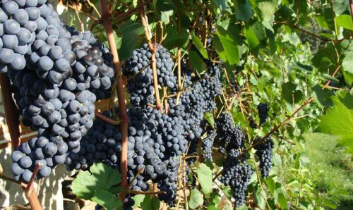 Подготовка виноградника к урожаю: план работ на август 06 Подготовка виноградника к урожаю: план работ на август 06