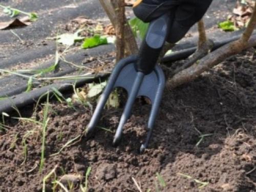 Дозревание винограда в домашних условиях + советы. Тот ещё фрукт! 07