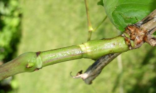 Созревание винограда в домашних условиях. Можно ли ускорить созревание винограда в августе и как это сделать