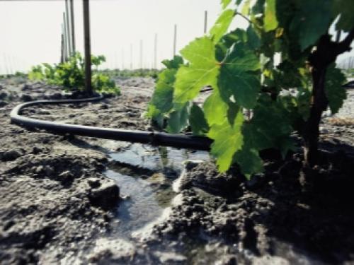 Дозревание винограда в домашних условиях + советы. Тот ещё фрукт! 08