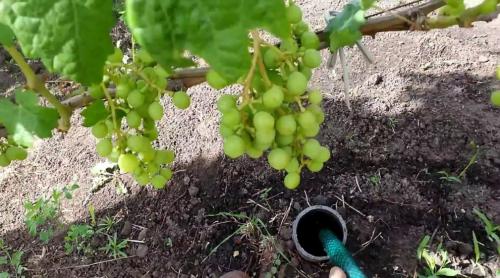 Уход за виноградом в начале лета: основные этапы и рекомендации 12 Уход за виноградом в начале лета: основные этапы и рекомендации 12
