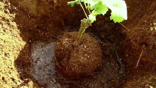 Уход за виноградом в начале лета: основные этапы и рекомендации 11 Уход за виноградом в начале лета: основные этапы и рекомендации 11