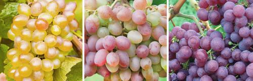 Как определить, что виноград нуждается в уходе в начале лета. КАК УХАЖИВАТЬ ЗА ВИНОГРАДОМ С ИЮНЯ ПО КОНЕЦ АВГУСТА