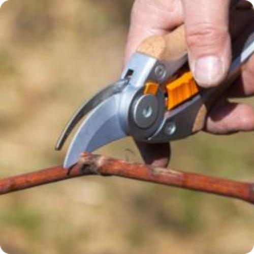 Как определить, что виноград нуждается в уходе в начале лета. КАК УХАЖИВАТЬ ЗА ВИНОГРАДОМ С ИЮНЯ ПО КОНЕЦ АВГУСТА