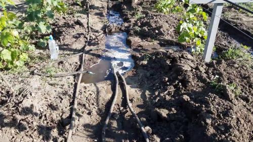 Как выбрать подходящие методы обработки винограда от вредителей в начале лета