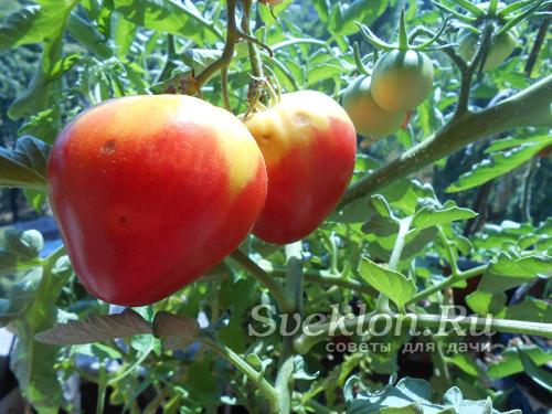 Как увеличить плодоношение растений. Как увеличить плодоношение томатов? Советы опытных огородников