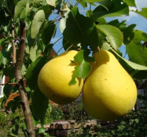 Сорта колоновидных груш. Осенние