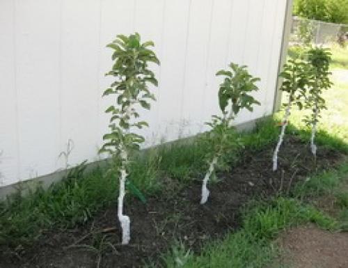 Уход за колоновидными яблонями и грушами. Веселый Урожайник выращивание и уход