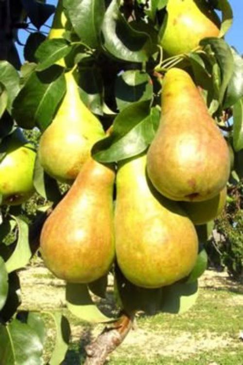 Сорта колоновидных груш. Осенние