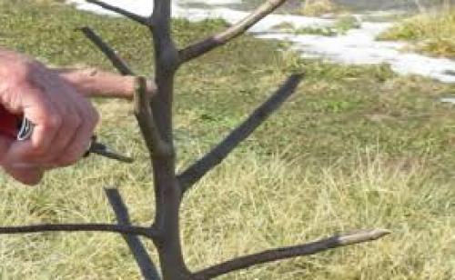 Уход за колоновидными яблонями и грушами. Веселый Урожайник выращивание и уход