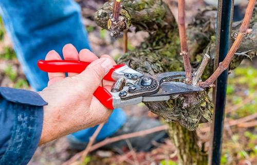 Что нужно делать с виноградными лозами, которые не процветали в прошлом году