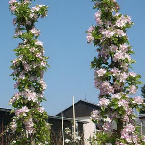 Урожайные сорта колоновидных груш. Описание колоновидных груш сортов Декора, Медовая и Сапфира 01