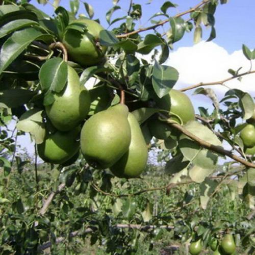 Урожайные сорта колоновидных груш. Описание колоновидных груш сортов Декора, Медовая и Сапфира 05