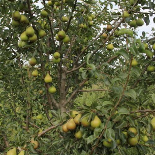 Урожайные сорта колоновидных груш. Описание колоновидных груш сортов Декора, Медовая и Сапфира 04