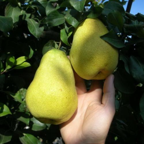 Урожайные сорта колоновидных груш. Описание колоновидных груш сортов Декора, Медовая и Сапфира 07