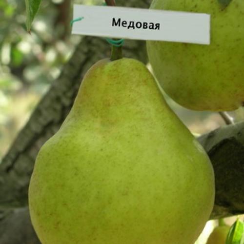 Урожайные сорта колоновидных груш. Описание колоновидных груш сортов Декора, Медовая и Сапфира 06