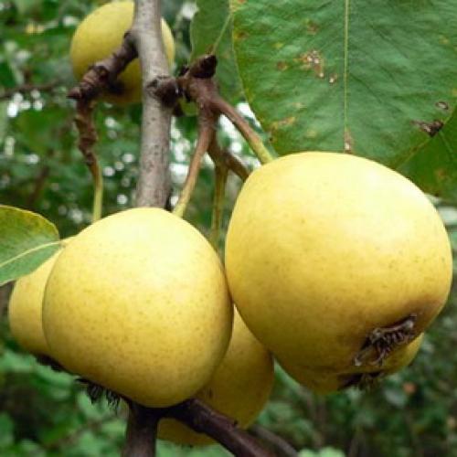 Урожайные сорта колоновидных груш. Описание колоновидных груш сортов Декора, Медовая и Сапфира 03