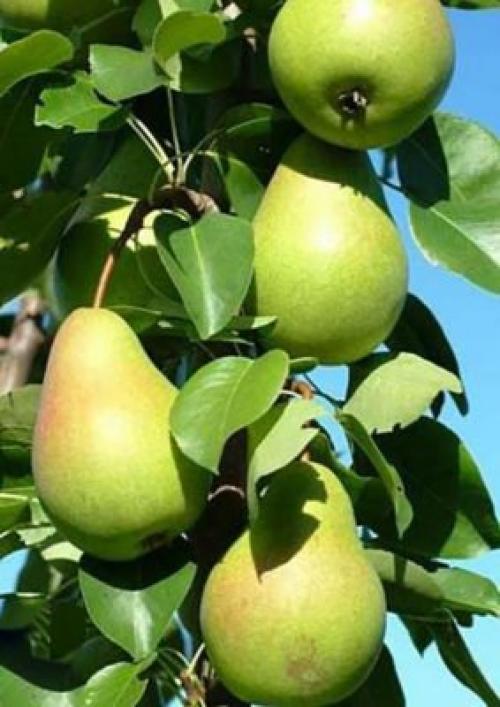 Груша колоновидная лучшие сорта. Летние