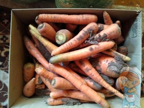 Как сохранить на зиму морковь и свеклу. 7 советов по хранению свеклы и моркови в квартире без погреба. Хранение без хлопот для тех, кто хочет сберечь домашний урожай до весны!