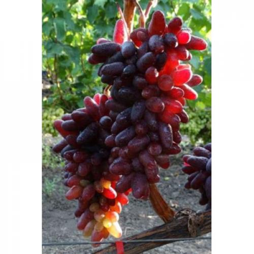 Календарь ухода за виноградом на ближайшие 3 месяца.   Виноградный сад