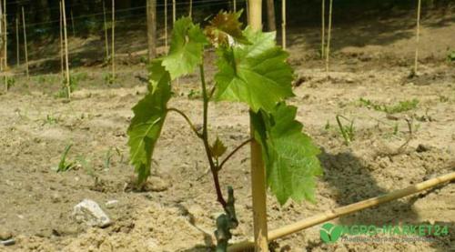 Весенние рекомендации: календарь ухода за виноградом на ближайшие 3 месяца 17 Весенние рекомендации: календарь ухода за виноградом на ближайшие 3 месяца 17