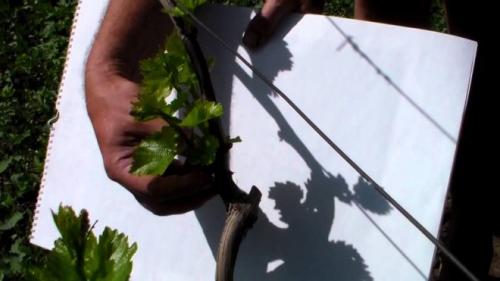 Весенние рекомендации: календарь ухода за виноградом на ближайшие 3 месяца 07 Весенние рекомендации: календарь ухода за виноградом на ближайшие 3 месяца 07