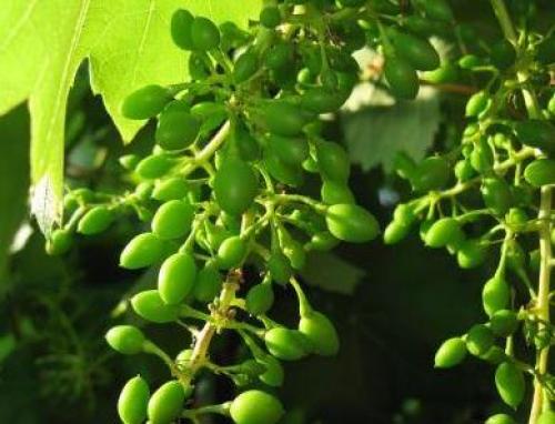 Календарь ухода за виноградом на ближайшие 3 месяца.   Виноградный сад