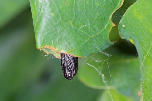 Весенние рекомендации: календарь ухода за виноградом на ближайшие 3 месяца 12 Весенние рекомендации: календарь ухода за виноградом на ближайшие 3 месяца 12