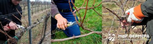 Как правильно выполнять обрезку винограда весной. Обрезка винограда весной