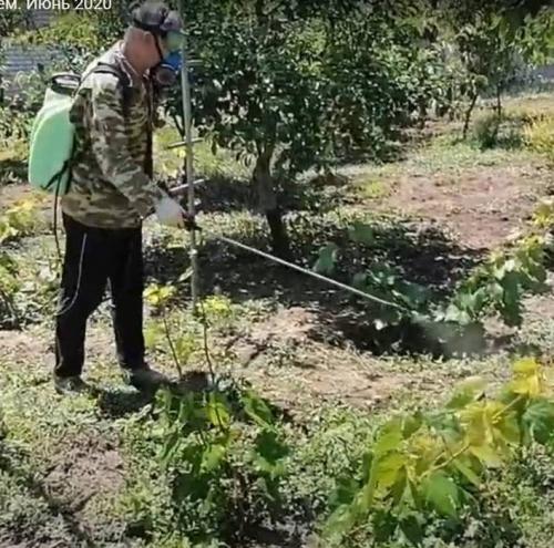 Календарь ухода за виноградом на ближайшие 3 месяца.   Виноградный сад 