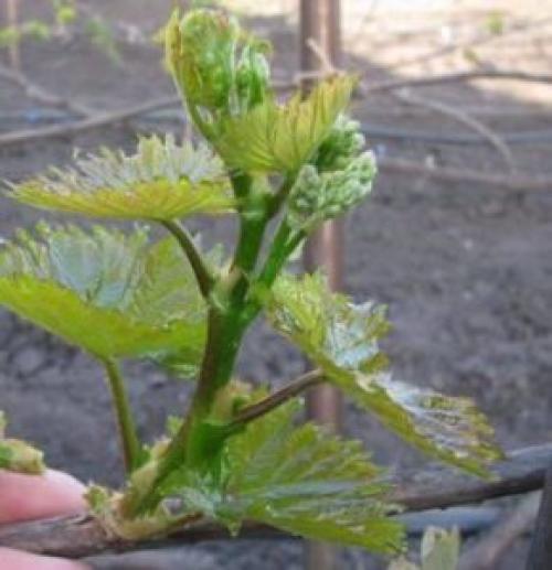 Календарь ухода за виноградом на ближайшие 3 месяца.   Виноградный сад