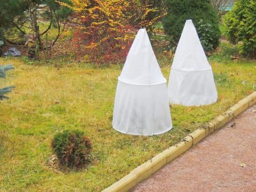 Как укрыть абрикос на зиму. 