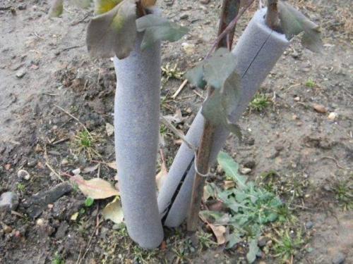 Как утеплить грушу на зиму уход осенью. Что делать при подготовке груши к зиме 05