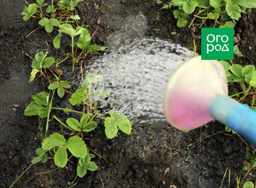 Как подготовить клубнику и землянику к зиме на грядке осенью. Подготовка клубники к зимнему укрытию 08 Как подготовить клубнику и землянику к зиме на грядке осенью. Подготовка клубники к зимнему укрытию 08