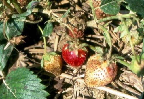 Чем обработать клубнику осенью от грибковых заболеваний. Борьба с болезнями