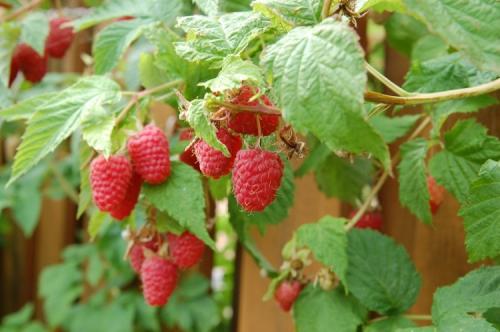 Обрезка ремонтантной малины осенью. Как обрезать и готовить ремонтантную малину к зиме?