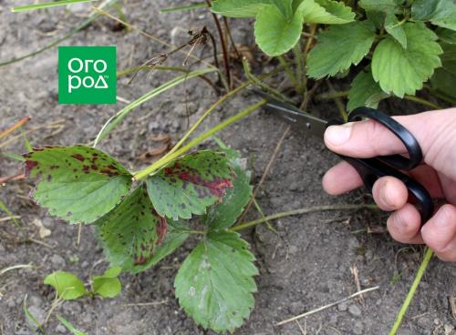 Как подготовить клубнику и землянику к зиме на грядке осенью. Подготовка клубники к зимнему укрытию 07 Как подготовить клубнику и землянику к зиме на грядке осенью. Подготовка клубники к зимнему укрытию 07